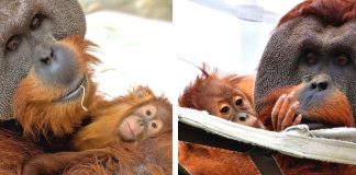 Orangotango macho cuida da filha depois da morte da mãe e comove zoológico Orangotango macho cuida da filha depois da morte da mãe e comove zoológico