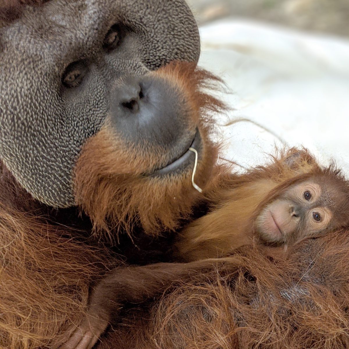 ideiasnutritivas.com - Orangotango macho cuida da filha depois da morte da mãe e comove zoológico