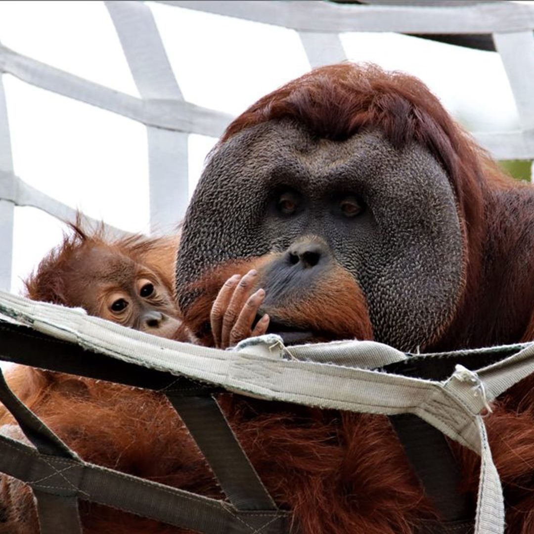 ideiasnutritivas.com - Orangotango macho cuida da filha depois da morte da mãe e comove zoológico