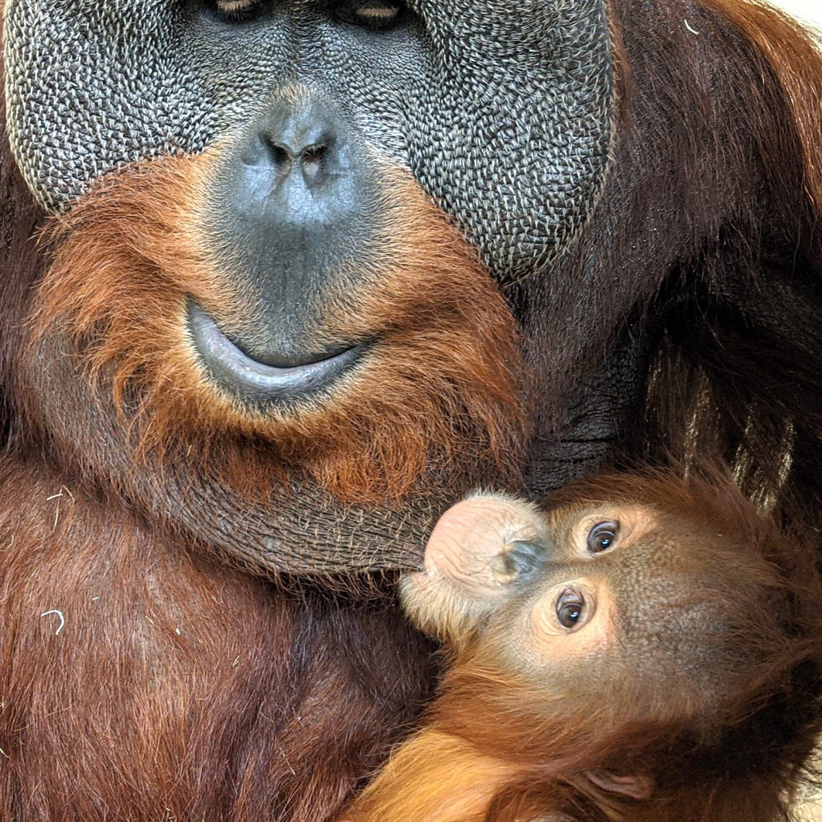 ideiasnutritivas.com - Orangotango macho cuida da filha depois da morte da mãe e comove zoológico