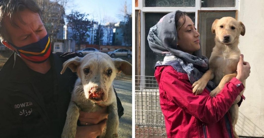 O inferno no Afeganistão está prestes a comprometer a vida até mesmo de cães e gatos