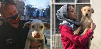 O inferno no Afeganistão está prestes a comprometer a vida até mesmo de cães e gatos O inferno no Afeganistão está prestes a comprometer a vida até mesmo de cães e gatos