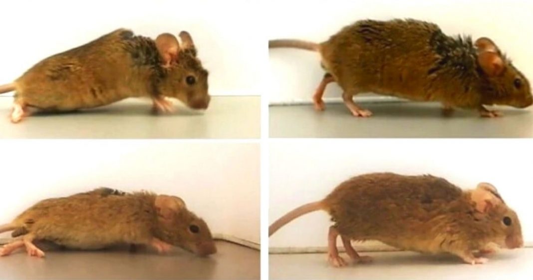 Terapia com proteína sintética fez ratos paraplégicos voltarem a andar