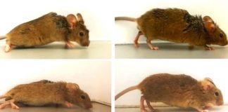 Terapia com proteína sintética fez ratos paraplégicos voltarem a andar Terapia com proteína sintética fez ratos paraplégicos voltarem a andar