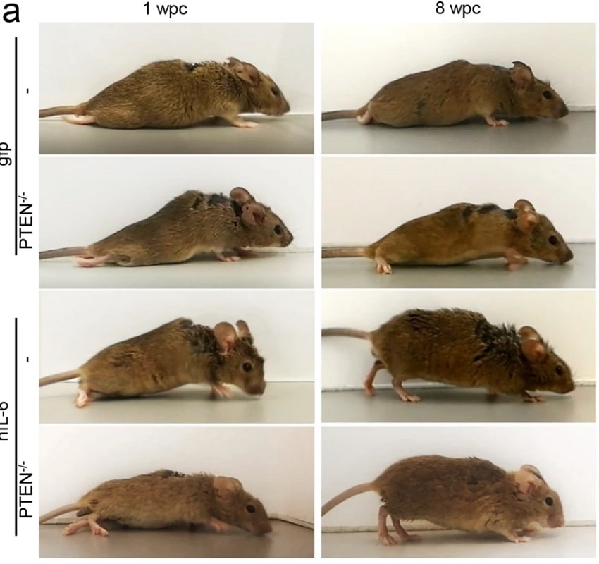 terapia proteina sintetica - Terapia com proteína sintética fez ratos paraplégicos voltarem a andar