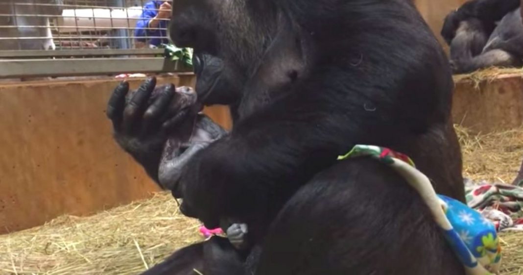 Mamãe gorila é flagrada mimando e beijando seu bebê recém-nascido