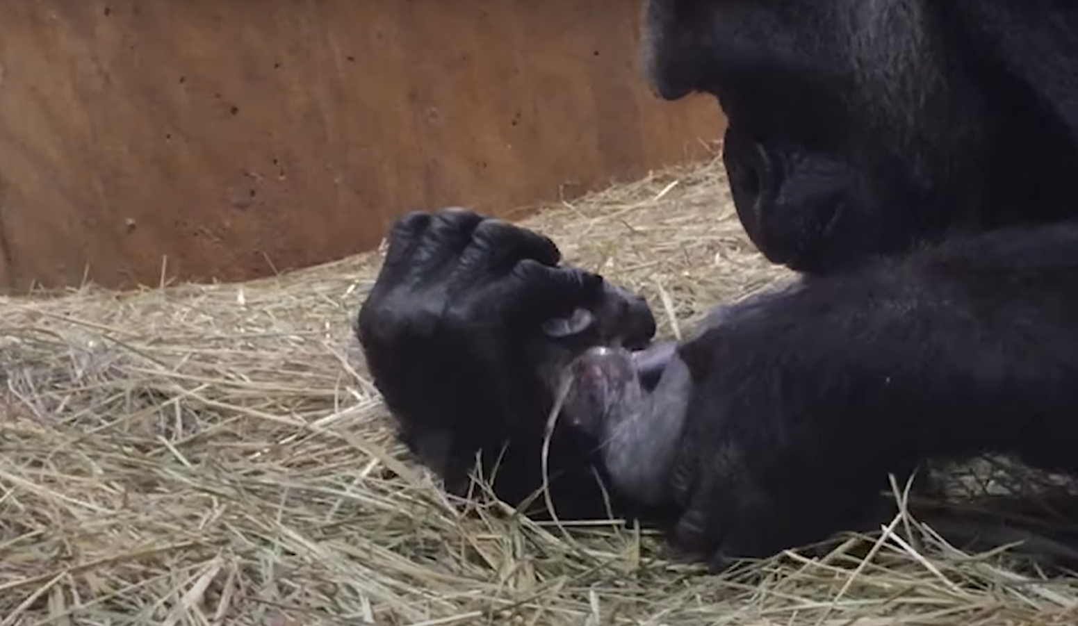 ideiasnutritivas.com - Mamãe gorila é flagrada mimando e beijando seu bebê recém-nascido