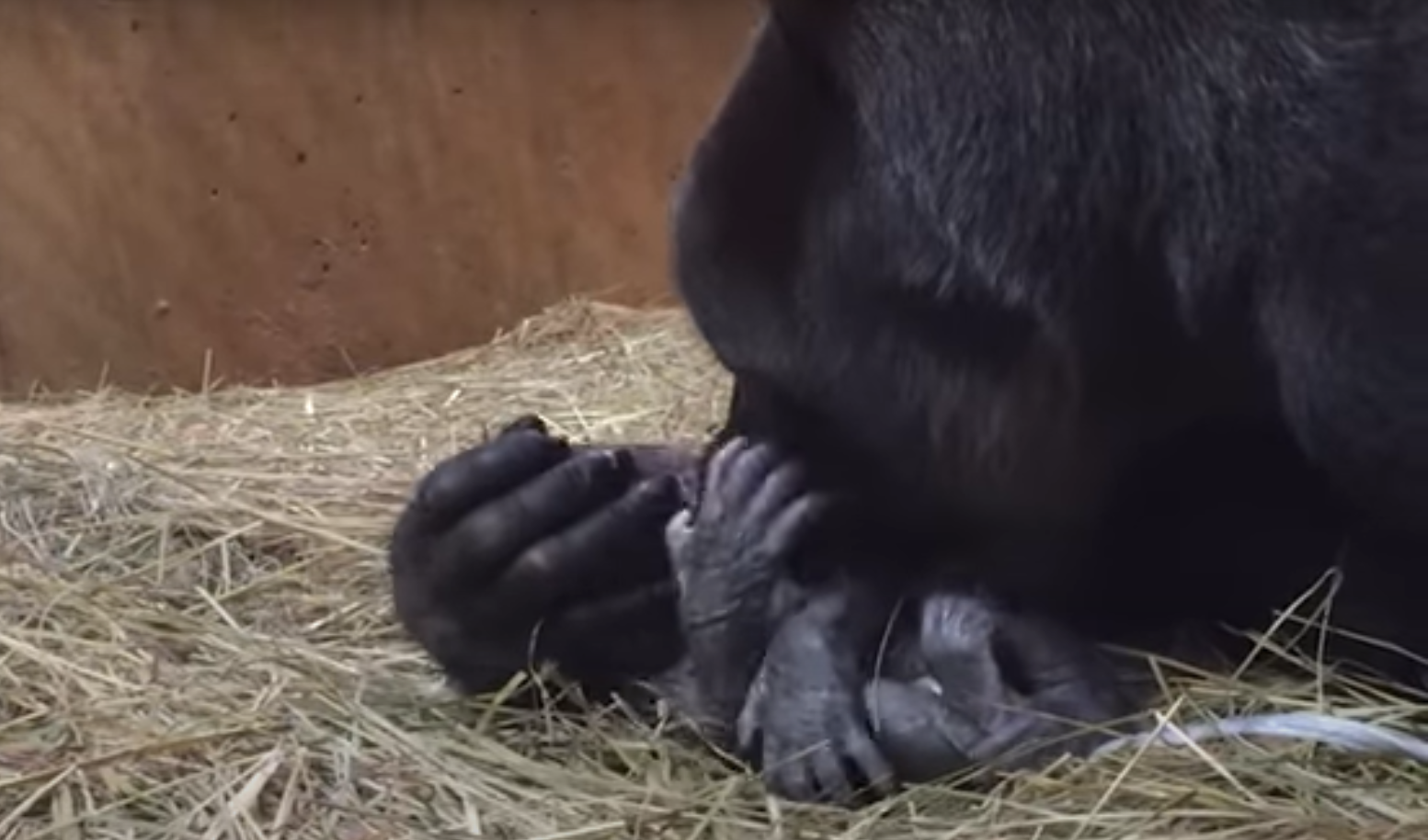 ideiasnutritivas.com - Mamãe gorila é flagrada mimando e beijando seu bebê recém-nascido