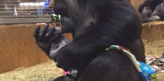 Mamãe gorila é flagrada mimando e beijando seu bebê recém-nascido Mamãe gorila é flagrada mimando e beijando seu bebê recém-nascido