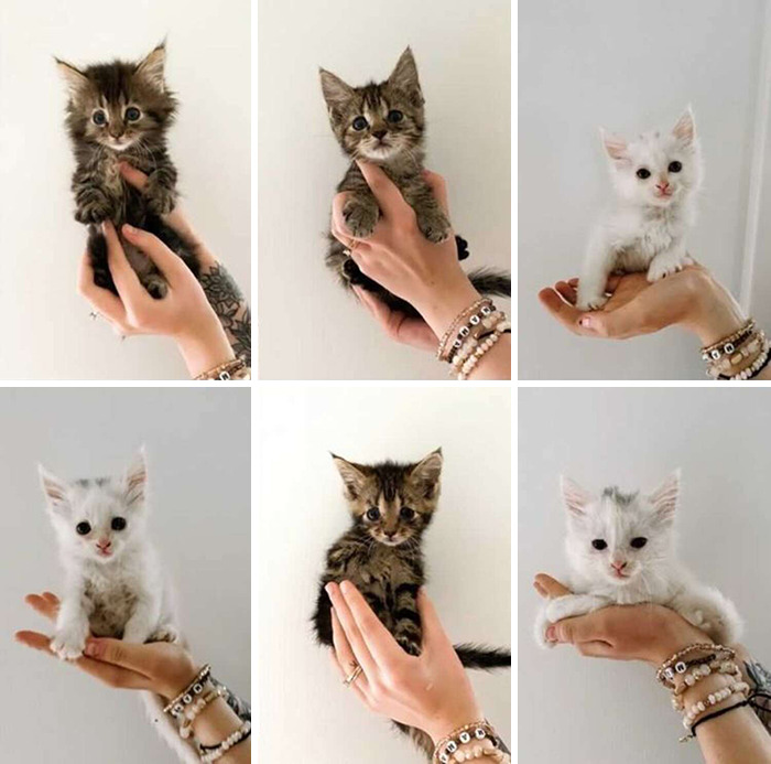 Mulher grávida e gata dão à luz ao mesmo tempo depois de resgatar a gata prenha abandonada ideiasnutritivas.com - Mulher grávida e gata dão à luz ao mesmo tempo depois de resgatar a gata prenha abandonada