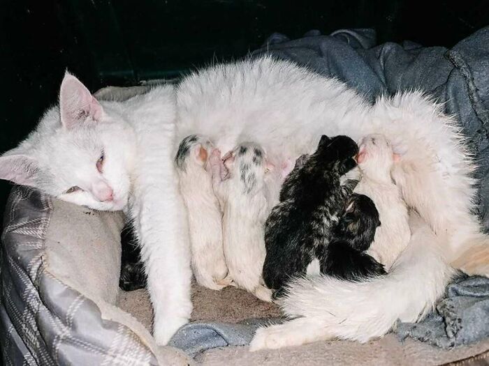 mulher gravida e gata dao a luz ao mesmo tempo depois de resgatar a gata prenha abandonada - Mulher grávida e gata dão à luz ao mesmo tempo depois de resgatar a gata prenha abandonada