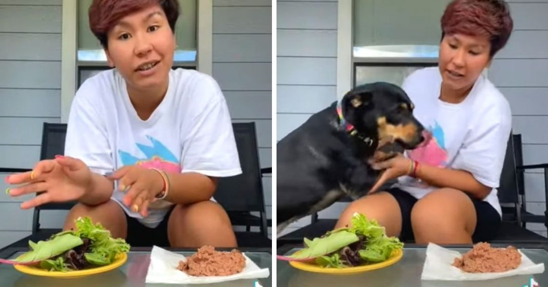 Mulher tenta mostrar que sua cadelinha é vegetariana “por opção” com um pequeno desafio