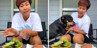 Mulher tenta mostrar que sua cadelinha é vegetariana “por opção” com um pequeno desafio Mulher tenta mostrar que sua cadelinha é vegetariana “por opção” com um pequeno desafio