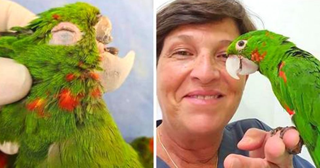 Papagaios resgatados ganham nova vida graças à reconstrução do bico totalmente feito à mão
