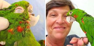 Papagaios resgatados ganham nova vida graças à reconstrução do bico totalmente feito à mão Papagaios resgatados ganham nova vida graças à reconstrução do bico totalmente feito à mão