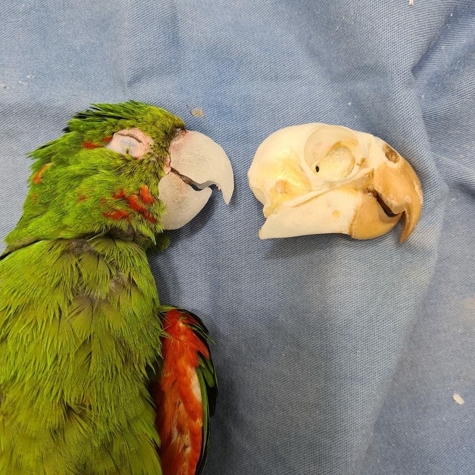 Papagaios resgatados ganham nova vida graças à reconstrução do bico totalmente feito à mão ideiasnutritivas.com - Papagaios resgatados ganham nova vida graças à reconstrução do bico totalmente feito à mão