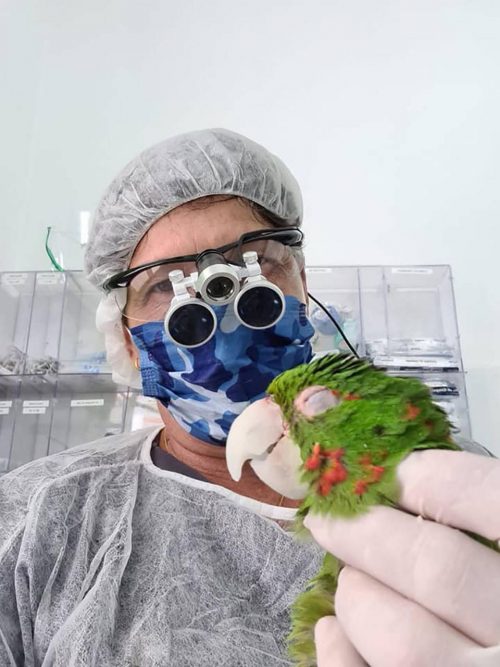 Papagaios resgatados ganham nova vida graças à reconstrução do bico totalmente feito à mão ideiasnutritivas.com - Papagaios resgatados ganham nova vida graças à reconstrução do bico totalmente feito à mão