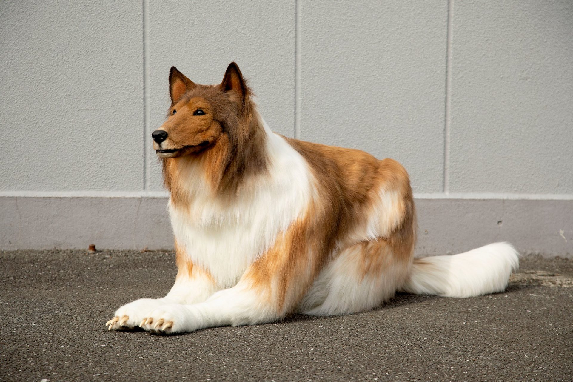 Japonês gastou cerca de 71 mil Reais para realizar o sonho de se “transformar” em cachorro japones gastou cerca de 71 mil reais para realizar o sonho de se transformar em cachorro 3 - Japonês gastou cerca de 71 mil Reais para realizar o sonho de se “transformar” em cachorro