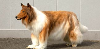 Japonês gastou cerca de 71 mil Reais para realizar o sonho de se “transformar” em cachorro Japonês gastou cerca de 71 mil Reais para realizar o sonho de se “transformar” em cachorro