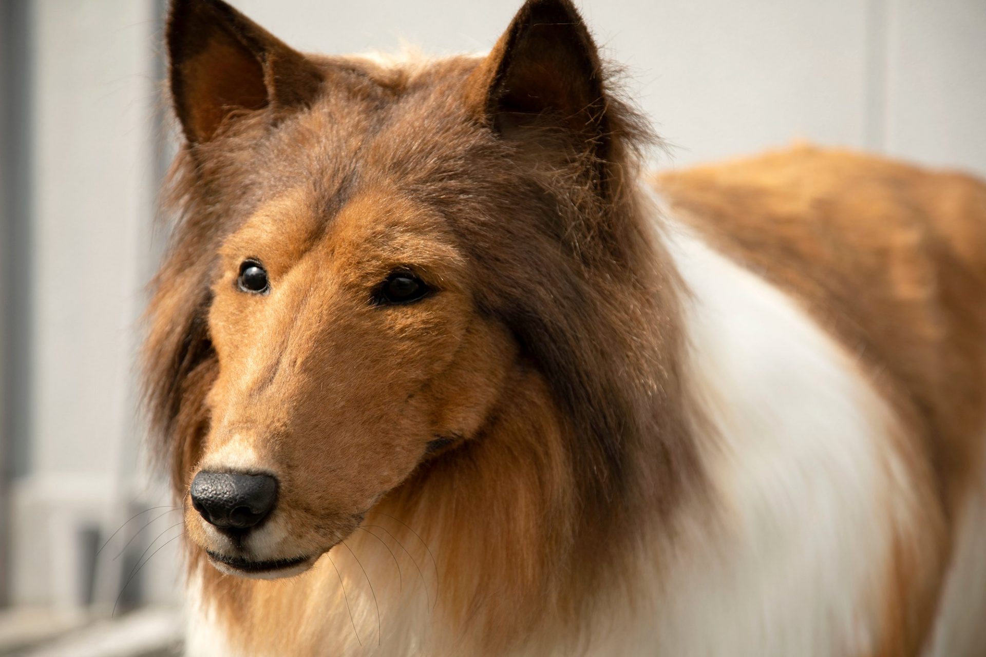 Japonês gastou cerca de 71 mil Reais para realizar o sonho de se “transformar” em cachorro japones gastou cerca de 71 mil reais para realizar o sonho de se transformar em cachorro - Japonês gastou cerca de 71 mil Reais para realizar o sonho de se “transformar” em cachorro