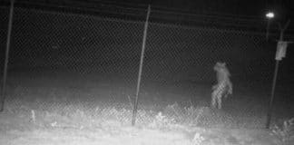 Criatura não identificada é flagrada nas proximidades de um zoológico Criatura não identificada é flagrada nas proximidades de um zoológico