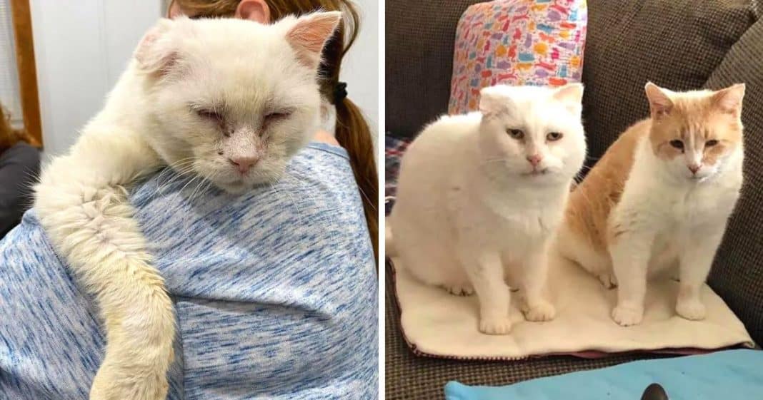 Gatos se encontram depois de anos vivendo nas ruas e agora nunca podem se separar