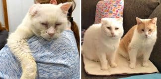 Gatos se encontram depois de anos vivendo nas ruas e agora nunca podem se separar Gatos se encontram depois de anos vivendo nas ruas e agora nunca podem se separar