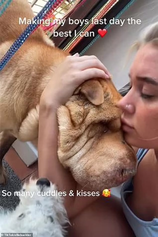 video emocionante com as ultimas horas de mulher com seu amado cao viraliza 1 - Vídeo emocionante com as últimas horas de mulher com seu amado cão viraliza