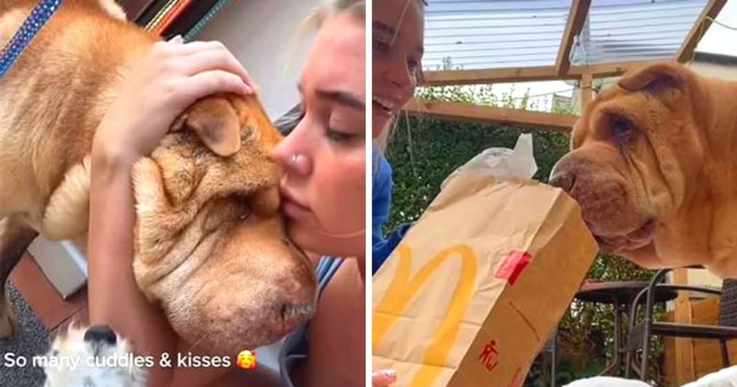 Vídeo emocionante com as últimas horas de mulher com seu amado cão viraliza