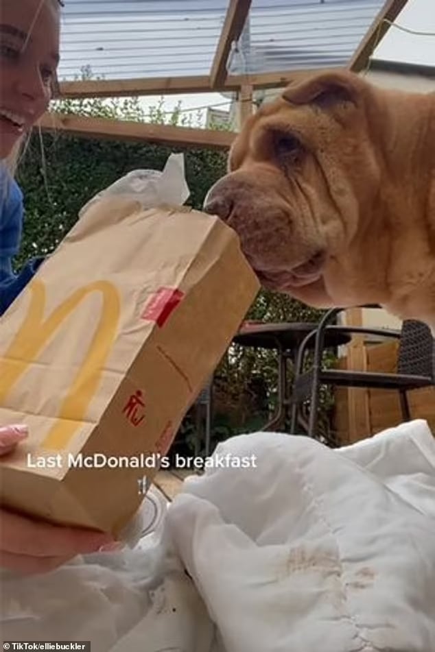 Vídeo emocionante com as últimas horas de mulher com seu amado cão viraliza ideiasnutritivas.com - Vídeo emocionante com as últimas horas de mulher com seu amado cão viraliza