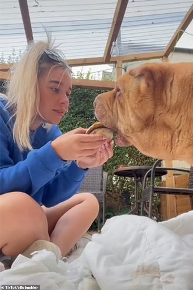 Vídeo emocionante com as últimas horas de mulher com seu amado cão viraliza ideiasnutritivas.com - Vídeo emocionante com as últimas horas de mulher com seu amado cão viraliza