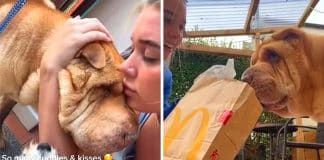 Vídeo emocionante com as últimas horas de mulher com seu amado cão viraliza Vídeo emocionante com as últimas horas de mulher com seu amado cão viraliza