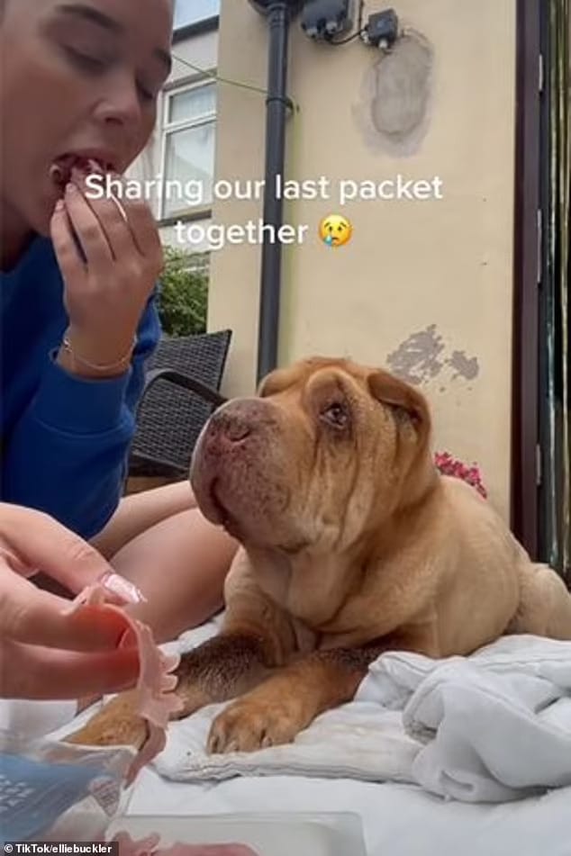 video emocionante com as ultimas horas de mulher com seu amado cao viraliza 4 - Vídeo emocionante com as últimas horas de mulher com seu amado cão viraliza