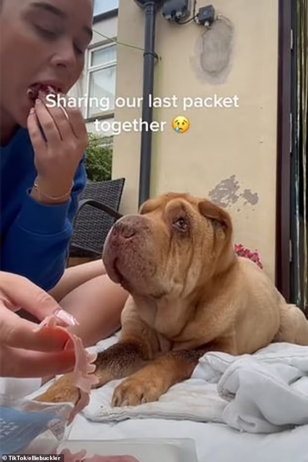 Vídeo emocionante com as últimas horas de mulher com seu amado cão viraliza ideiasnutritivas.com - Vídeo emocionante com as últimas horas de mulher com seu amado cão viraliza