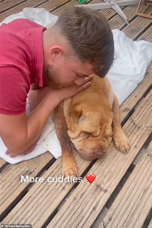 Vídeo emocionante com as últimas horas de mulher com seu amado cão viraliza ideiasnutritivas.com - Vídeo emocionante com as últimas horas de mulher com seu amado cão viraliza