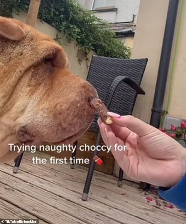 Vídeo emocionante com as últimas horas de mulher com seu amado cão viraliza ideiasnutritivas.com - Vídeo emocionante com as últimas horas de mulher com seu amado cão viraliza