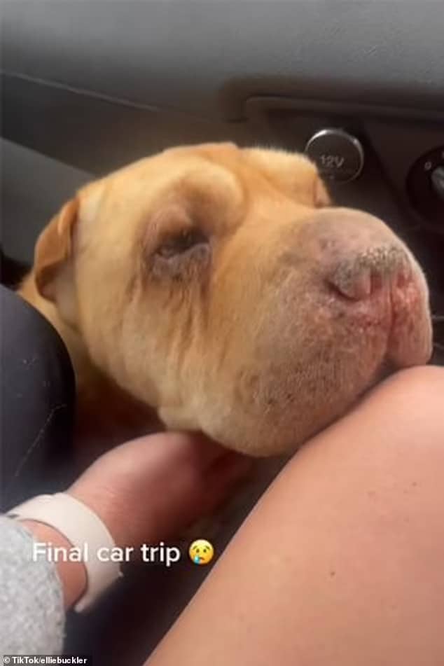 Vídeo emocionante com as últimas horas de mulher com seu amado cão viraliza ideiasnutritivas.com - Vídeo emocionante com as últimas horas de mulher com seu amado cão viraliza