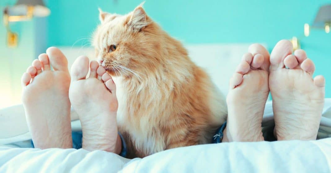 Se você é daqueles que dorme com seu gato talvez devesse pensar melhor