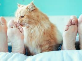 Se você é daqueles que dorme com seu gato talvez devesse pensar melhor