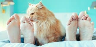 Se você é daqueles que dorme com seu gato talvez devesse pensar melhor Se você é daqueles que dorme com seu gato talvez devesse pensar melhor