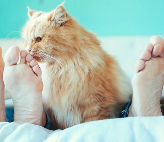 Se você é daqueles que dorme com seu gato talvez devesse pensar melhor