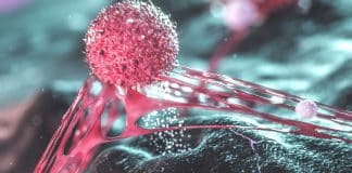 Cientistas descobrem célula capaz de destruir a maioria dos cânceres Cientistas descobrem célula capaz de destruir a maioria dos cânceres